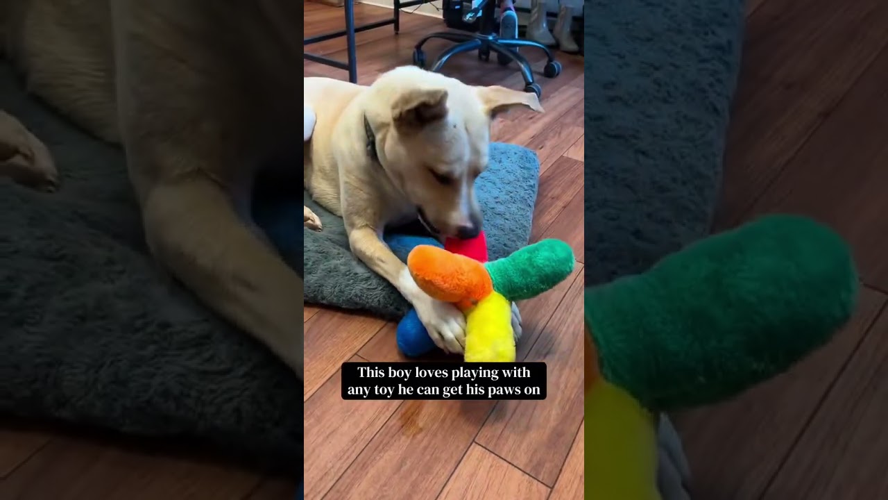 Squeaky Shrimp, a Adoptable Pit Bull Terrier in Ojai, CA video 6/6