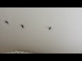 Bed Crawling with Carpenter Ants in Lakehurst, NJ