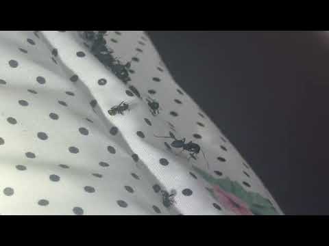 Bed Crawling with Carpenter Ants in Lakehurst, NJ