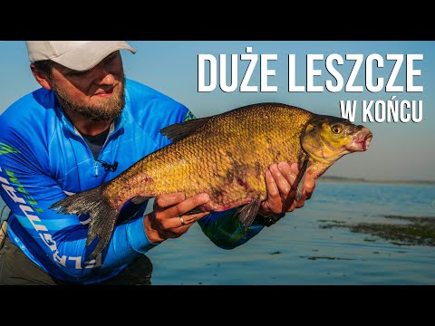 Duże leszcze, w końcu!