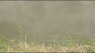 Feeding Big Catfish