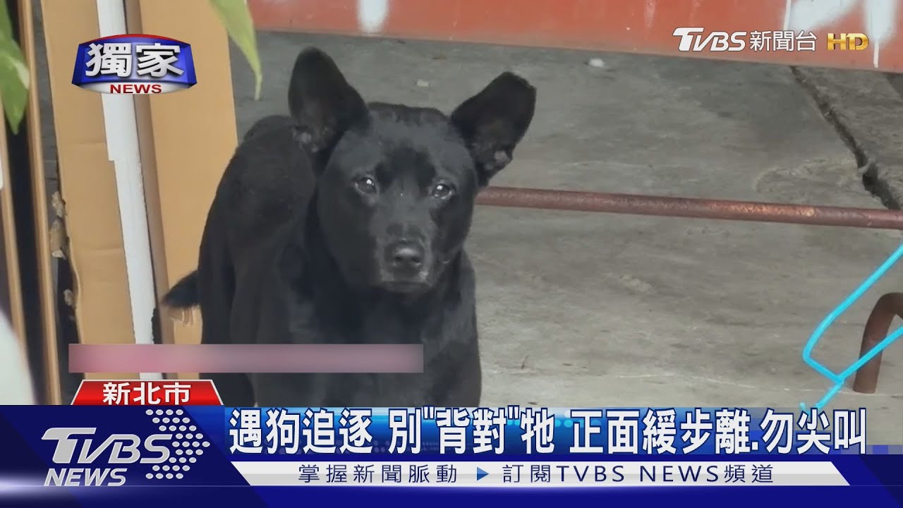 獨家/追郵差又追外送員!黑狗咬人 手濺血慘見骨