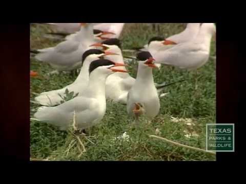 Even Non-Hunters Buy Federal Duck Stamp