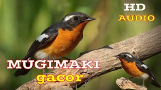 Download lagu audio sikatan MUGIMAKI gacor//terapi mugimaki stress mp3