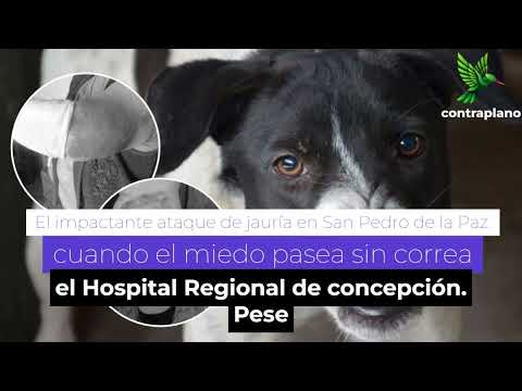 El impactante ataque de jauría en San Pedro de la Paz  cuando el miedo pasea sin correa