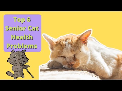 WATCH THIS If Your Cat Is 7 Years Or Older! Senior Cat, What Problems To Look Out For | VET ADVICE