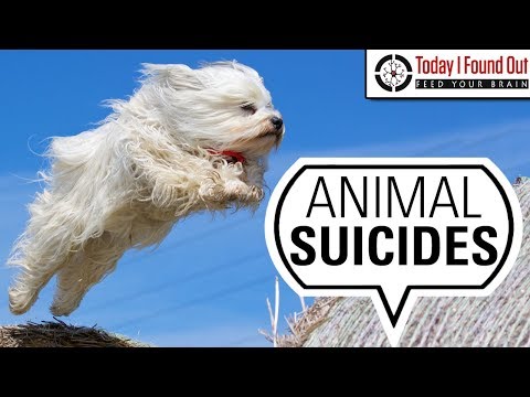 Are There Any Animals Other than Humans That Commit Suicide?