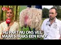 Schapenboer maakt zich ernstig zorgen over wolf in ons land: 'Nu ons vee, maar straks een kind'