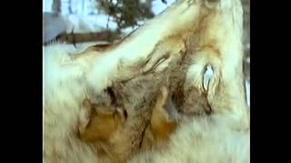 Nature In The Wild-In The Company Of Wolves with Timothy Dalton Pt. 1