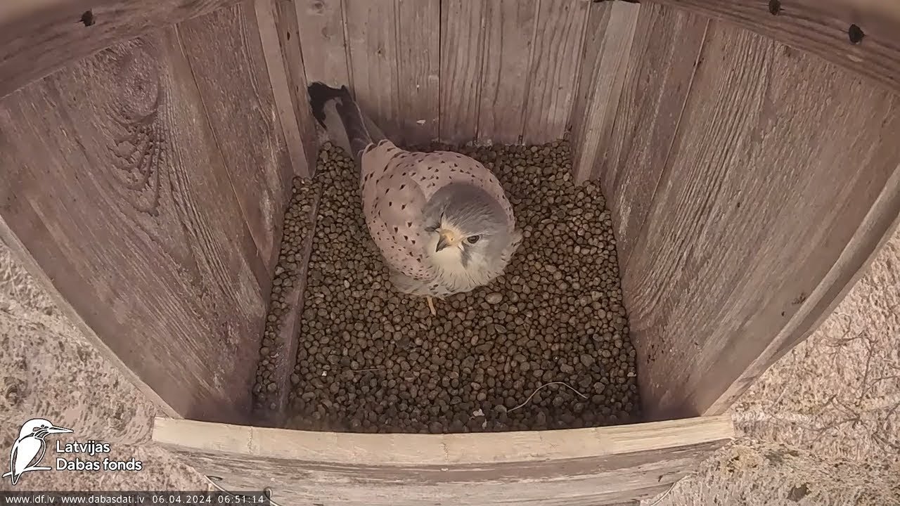 Live webcam view of Eurasian Kestrel Nest Box Cam