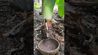 Download lagu Gak sesuai harapan #petanikaret #petanikaretindonesia #panengetah #getahkaret #fyp #videoshort mp3