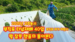 고추 부직포 터널 재배 초보가 바라본 문제점 한두가지 괴산청결고추 충북 괴산 풀뿌리농장 석성수 [고추재배방법…
