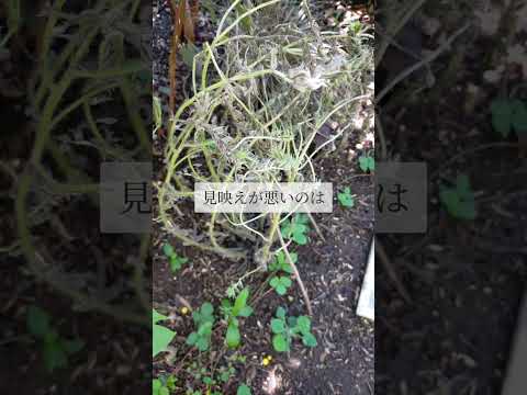 日当たりの良い低木が茂る土地を活気づけるための理想的な条件は何でしょうか?貴重なリストです！  庭園