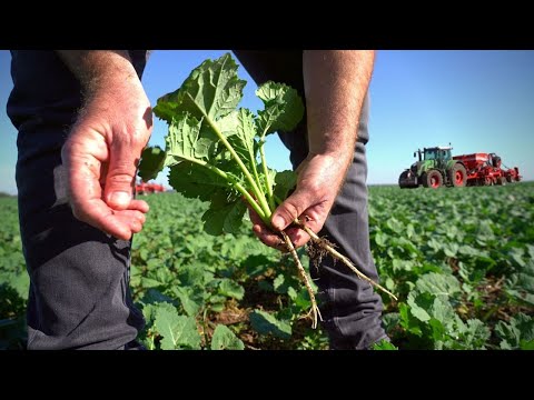 Cum arată cultura de rapiță semănată în miriște de grâu cu semănătoarea Czajkowski