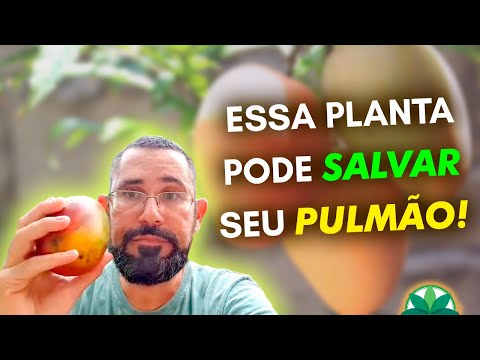 This plant can SAVE your LUNGS!