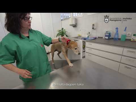 El Centro de Atención a Animales de Pamplona busca hogares para cerca de treinta perros y gatos abandonados