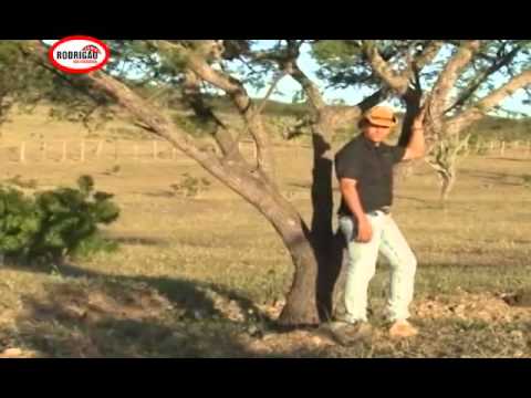 Bonde Do Vaqueiro Seu Boiadeiro