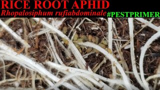 Rhopalosiphum rufiabdominale [Rice Root Aphid] #PestPrimer
