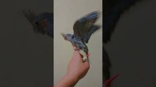 Download lagu burung parkit australia #parkitaustrali #parrots #falk #parrotlover #parrottalking #falklandislands mp3