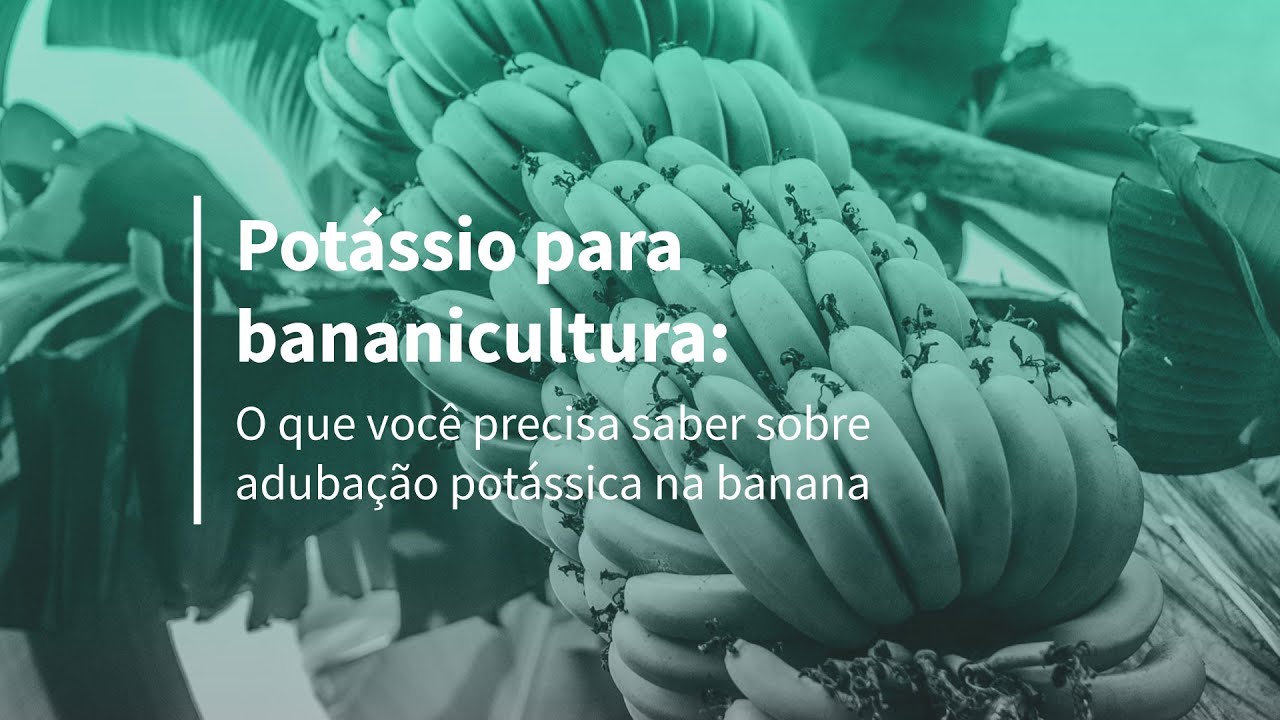 O que você precisa saber sobre potássio na banana