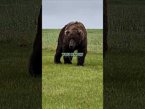 Joe Rogan on Sue Aiken's Terrifying Grizzly Bear Attack