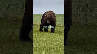 Download lagu Joe Rogan on Sue Aiken's Terrifying Grizzly Bear Attack mp3