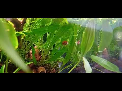 Dario Dario ( Zwergblaubarsch bei der Paarung. )