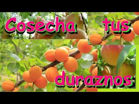 download lagu mp3 mp4 Arbol De Durazno, download lagu Arbol De Durazno gratis, unduh video klip Arbol De Durazno