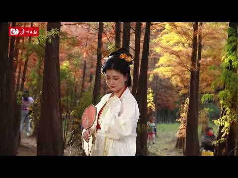 廣州大夫山森林公園這片落羽杉美成了「網紅打卡點」