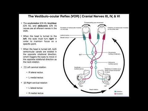 Vestibulo-ocular Reflex (VOR) | Structure & Physiology
