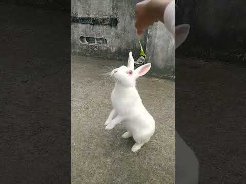 Good morning 🥰🥰🥰🥰#rabbits