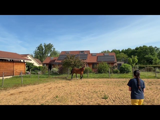 Cheval Jument Selle Fran&ccedil;ais