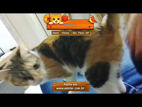 Vídeo de princesa 