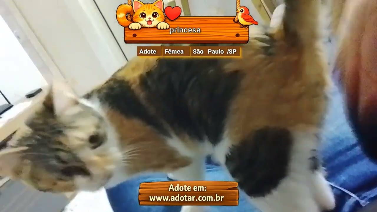 Gato raça SRD-ViraLata idade 2 anos nome princesa 