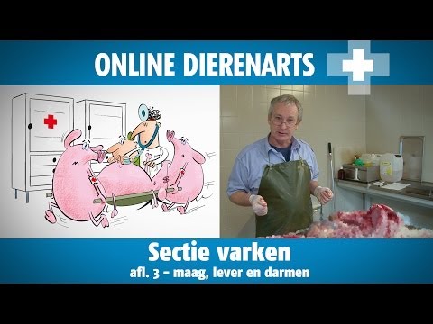 , title : 'Online Dierenarts: Sectie op varken afl. 3: Maag, lever en darmen'
