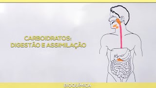 Carboidratos #1: Digestão e assimilação