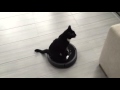 A este gato le faltan las 2 patas traseras y ya tiene su transporte favorito para moverse