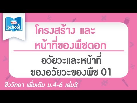 แสงจากพรูค้อน อวัยวะเพศชาย Extender