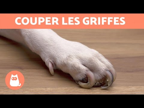 download lagu mp3 mp4 Couper Les Griffes De Son Chien, download lagu Couper Les Griffes De Son Chien gratis, unduh video klip Couper Les Griffes De Son Chien