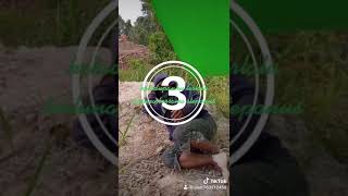 Download lagu Hallo bosku adakah mp3