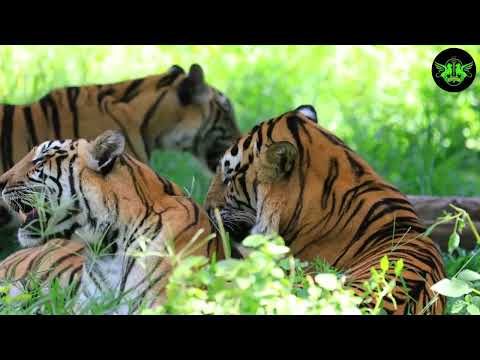 Unveiling the Mysteries of Tigers - Tiger behavior explained, Secret life of tigers by A2Z Wildlife