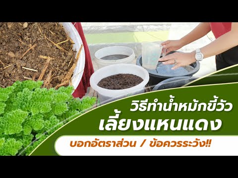 วิธีหมักปุ๋ยขี้มูลวัว เลี้ยงแหนแดงบอกอัตราส่วนและข้อควรระวังตามสูตรของสวนโอแกนณี เกษตรอินทรีย์Oagany