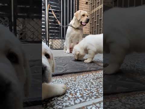 Top 5 Dogs for Kids || Best Dog Breed #labrador 9728011133