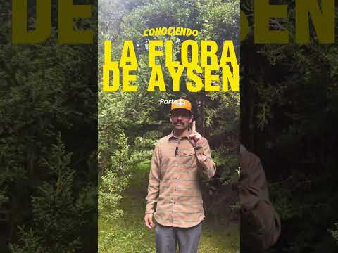 "Conociendo la flora de Aysén, una especie a la vez" Capsula 1: Ciprés de las guaitecas