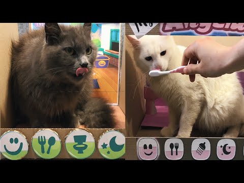My Talking Tom and Talking Angela in real life. DIY