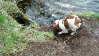 preview picture of video 'Basil the jack russell playing in the River Bann at Portglenone'