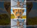 Mufasa The Lion King The Lion King Cartoonforkids Status Shorts Mufasa Cartoon Simba