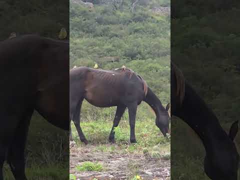 Lotes en Cerro colorado Córdoba Argentina y lleno de pájaros, es una reserva 