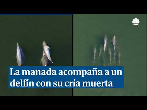 Un dofí plora la mort de la seva cria mentre la rajada l'escorta