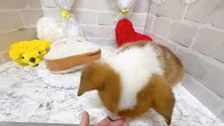 コーギーの動画02